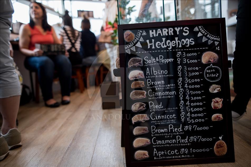 Tokyo'da Kirpi Kafe