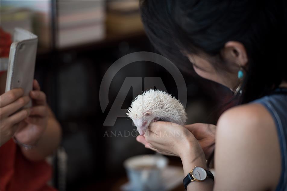Tokyo'da Kirpi Kafe