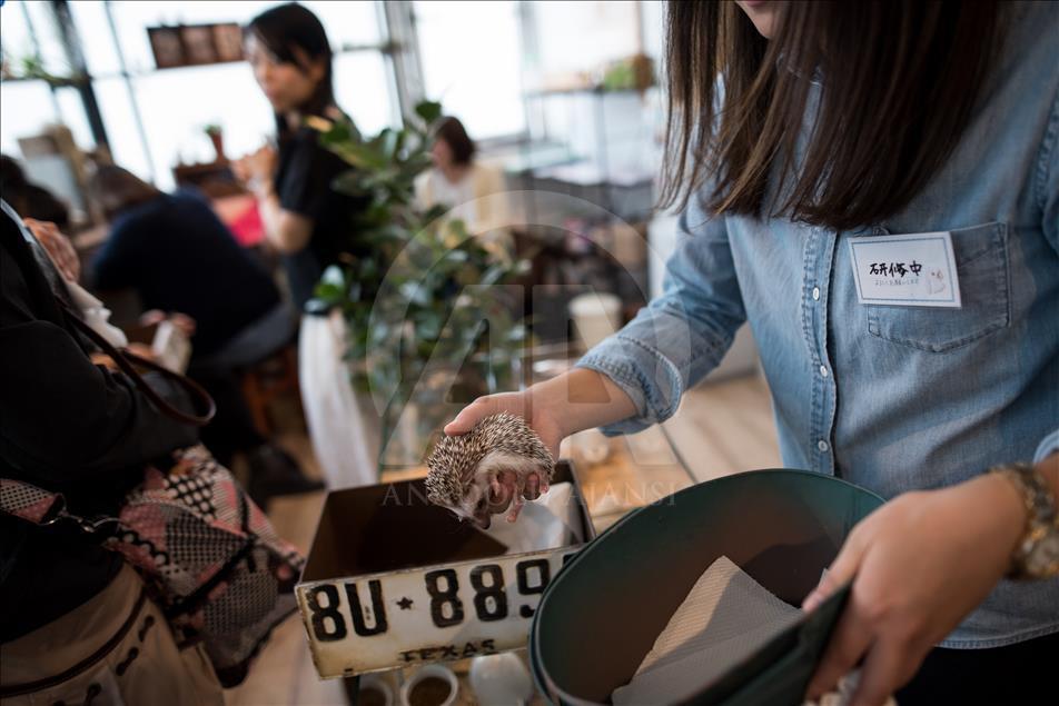 Tokyo'da Kirpi Kafe