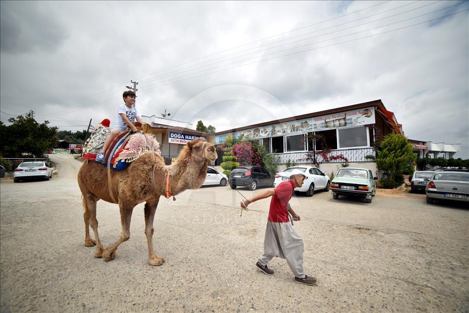 Bastonla yürüyor, deveyle turist gezdiriyor