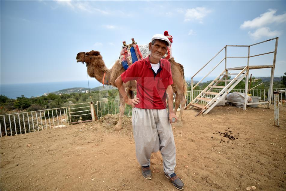 Bastonla yürüyor, deveyle turist gezdiriyor