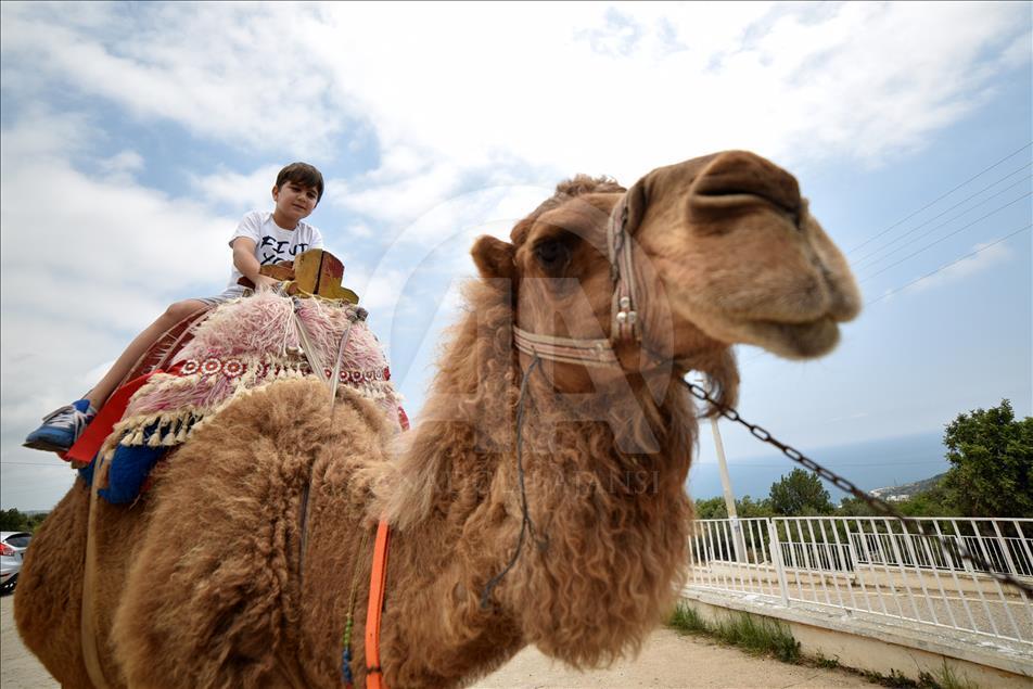 Bastonla yürüyor, deveyle turist gezdiriyor