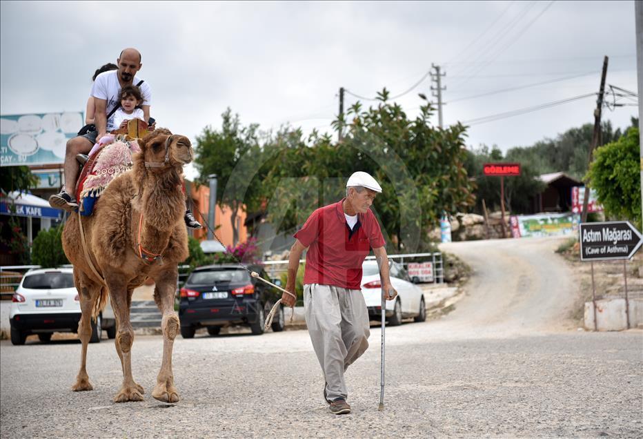 Bastonla yürüyor, deveyle turist gezdiriyor