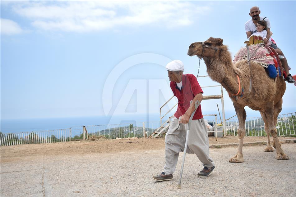 Bastonla yürüyor, deveyle turist gezdiriyor