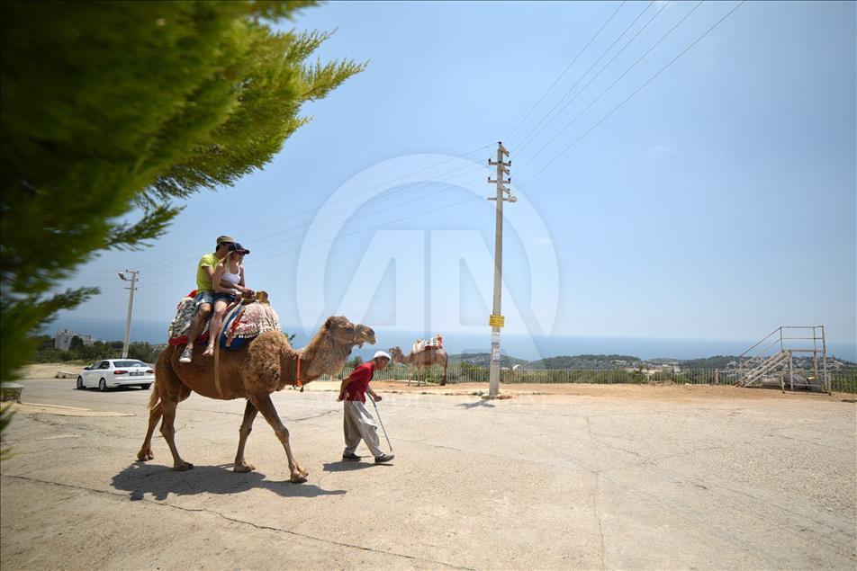 Bastonla yürüyor, deveyle turist gezdiriyor
