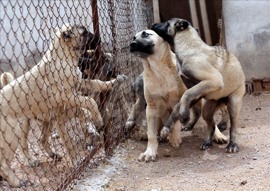 "Çipli Kangal köpeği" alıcısına güven veriyor