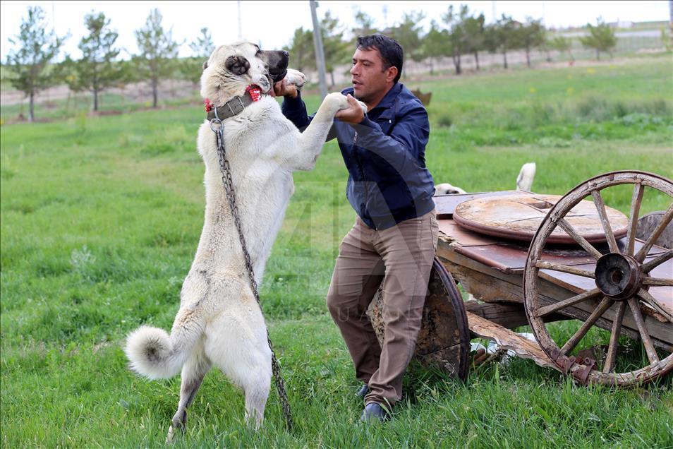 "Çipli Kangal köpeği" alıcısına güven veriyor