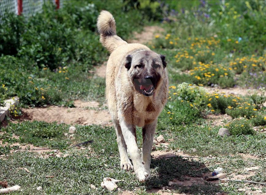"Çipli Kangal köpeği" alıcısına güven veriyor