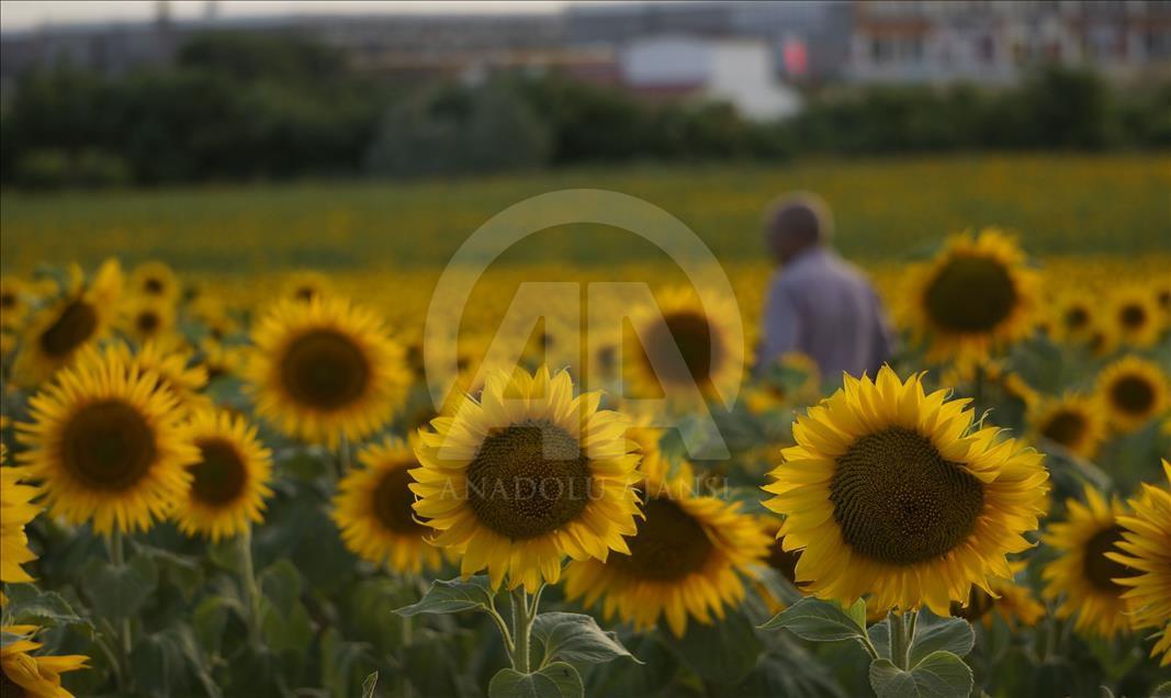 Edirne'de ayçiçek tohumları çiçek açmaya başladı