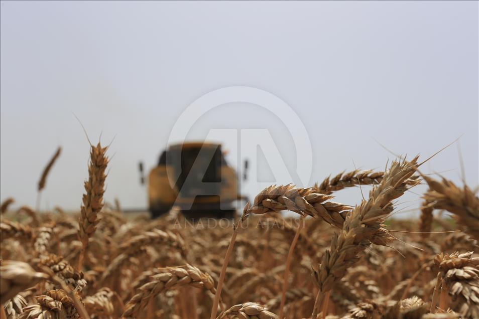 Çukurova ve Trakya'daki hububat üreticisi mutlu, Konya'daki endişeli