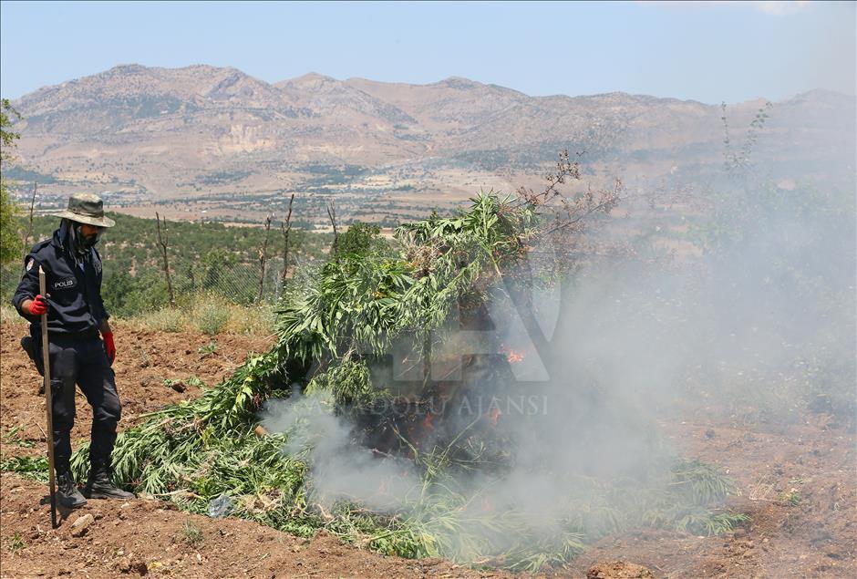 PKK'nın finans kaynağı "kenevir tarlaları"na operasyon
