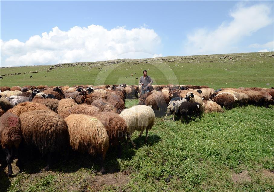 Kaval çalamayan çoban çareyi "cep"te buldu