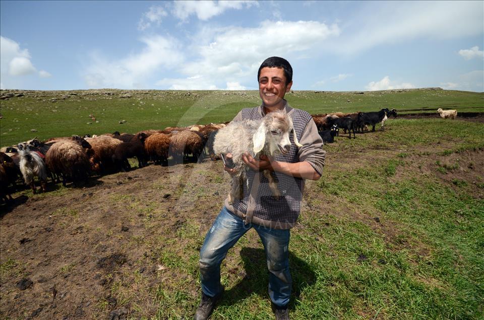 Kaval çalamayan çoban çareyi "cep"te buldu