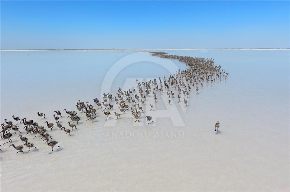 Tuz Gölü’nde flamingo kreşi