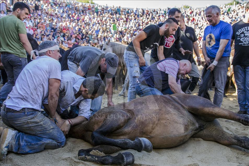 The "Aloitador" (horsemen) jump on the horse, rides upon the animal and try to take the horse down
