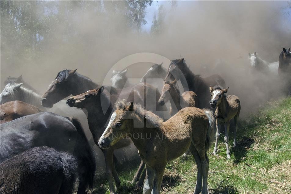 The herd of horses descend the hill producing a lot of dust