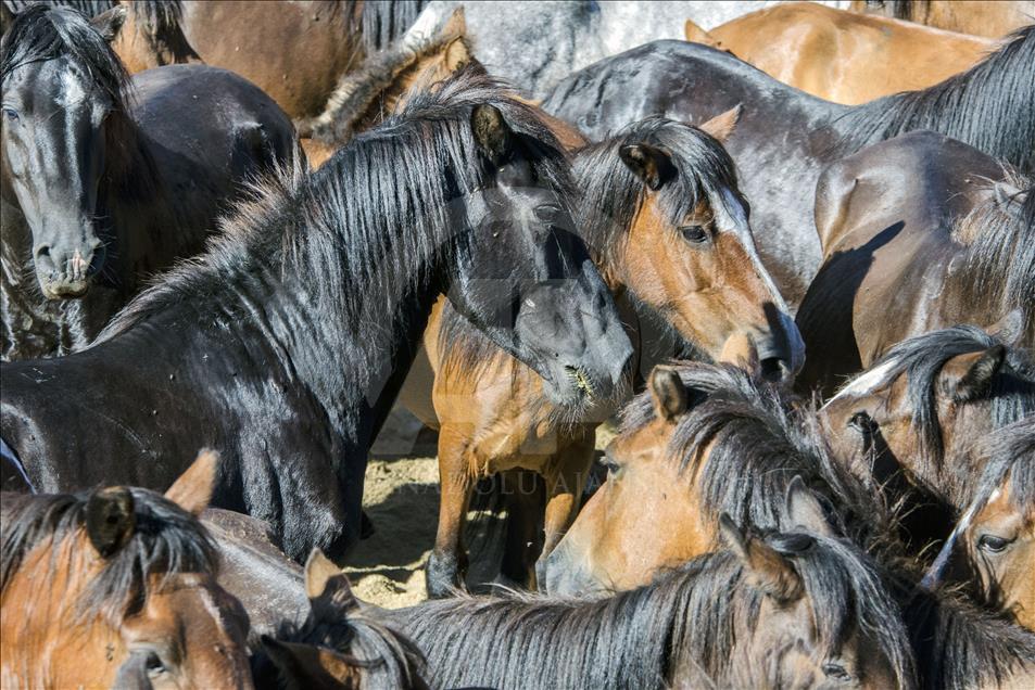 One of the stallions present in the Rapa Das Bestas