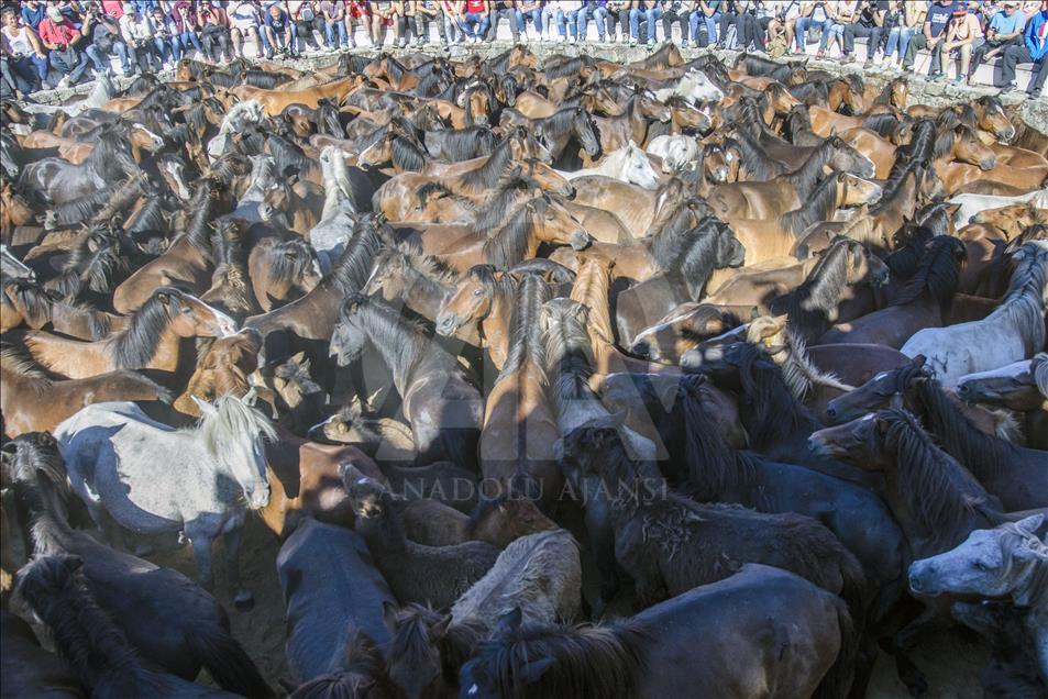 The view of the Curro full of horses