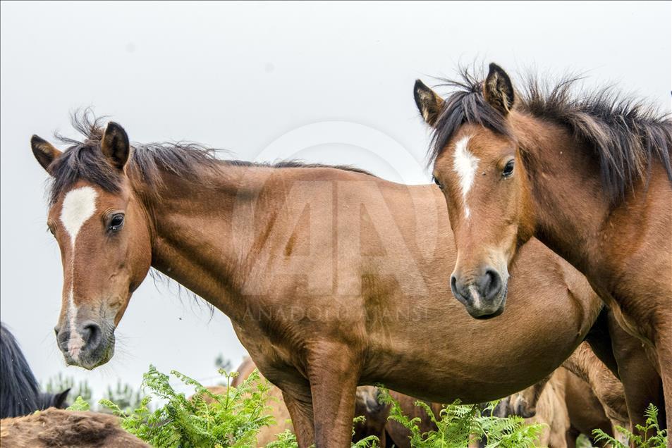 Two horses remain motionless