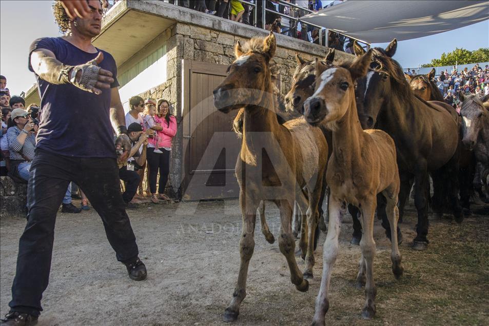 At the end of the Rapa das Bestas when the horses leave the Curro with their mane cut