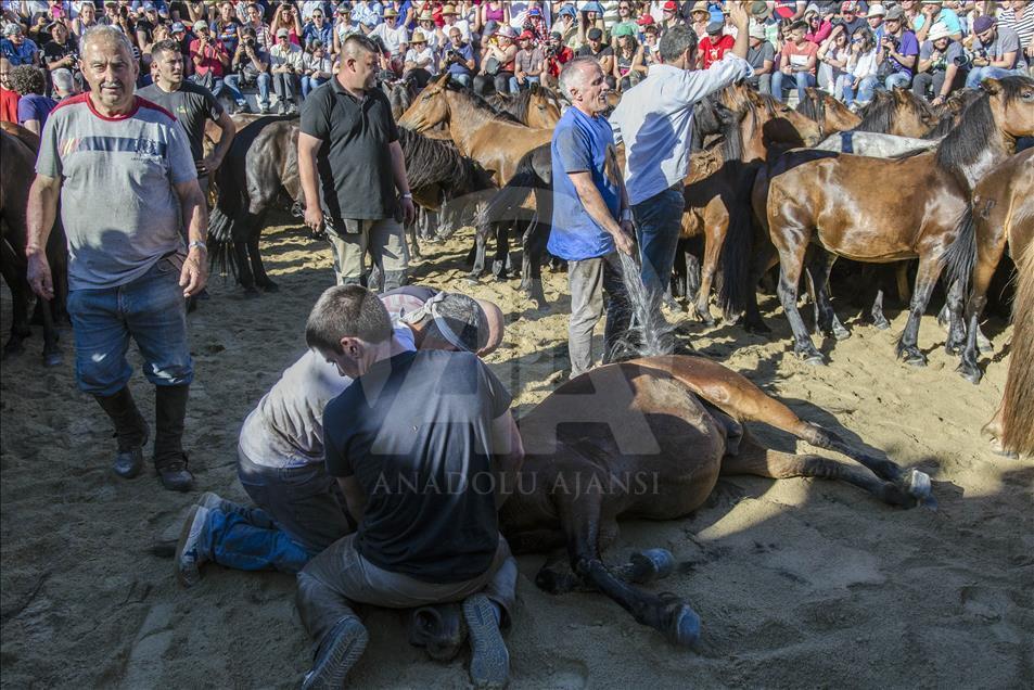 A horse remains lying on the floor while "Aloitadores" cut the mane of the animal