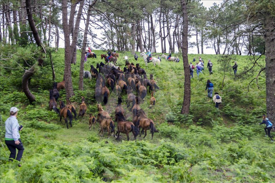 Some wild horses run through the mountains in direction to the village