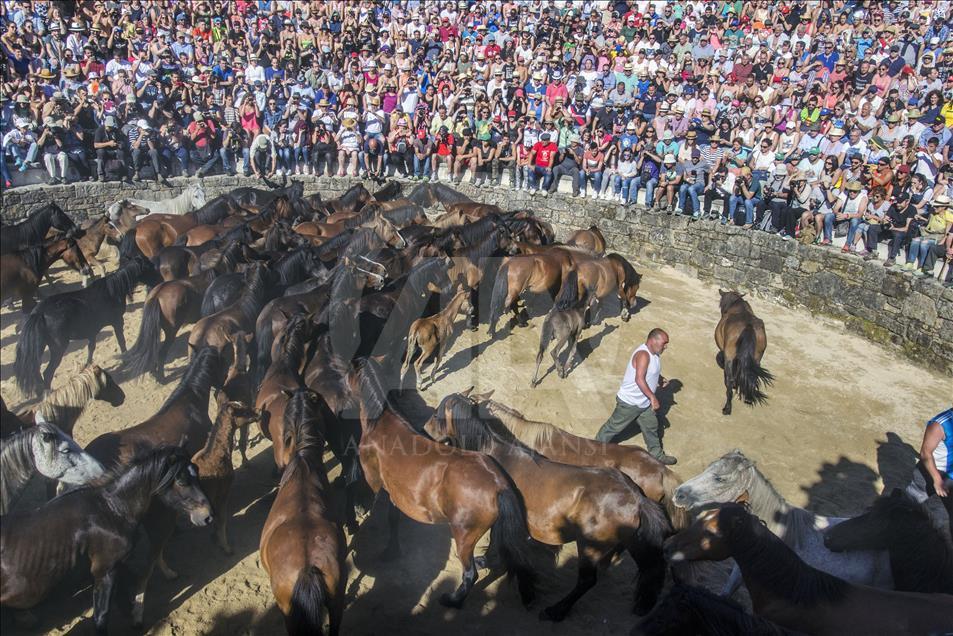 The herd of horses arrive to the Curro