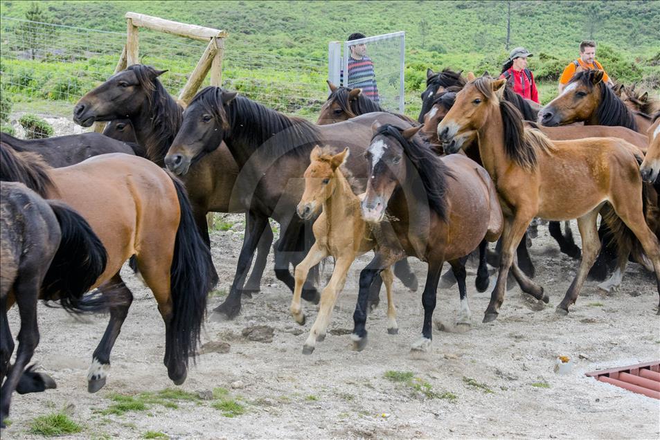 The horses cross a fence