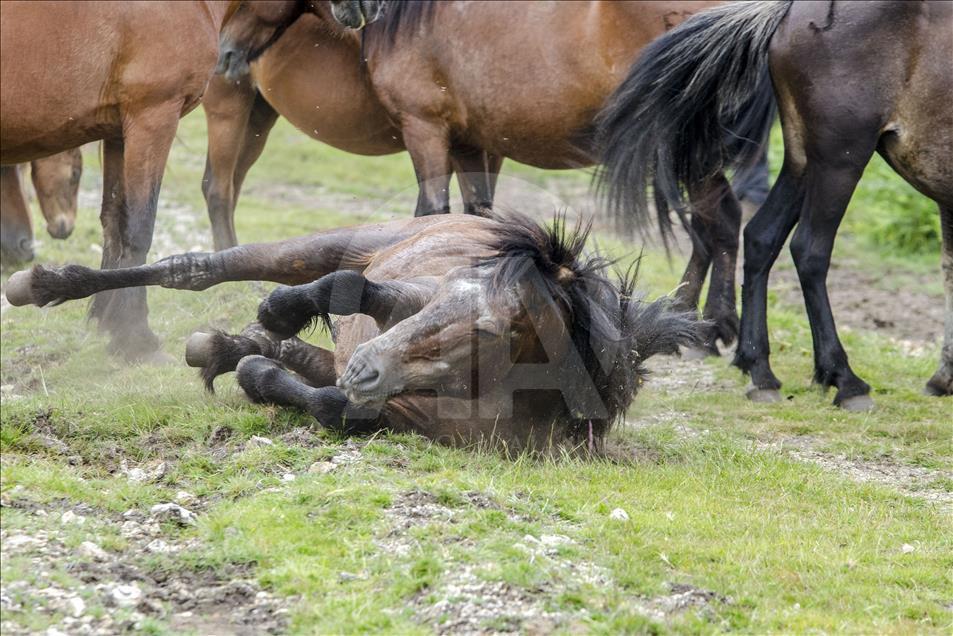 A horse rolls with the dust of the ground