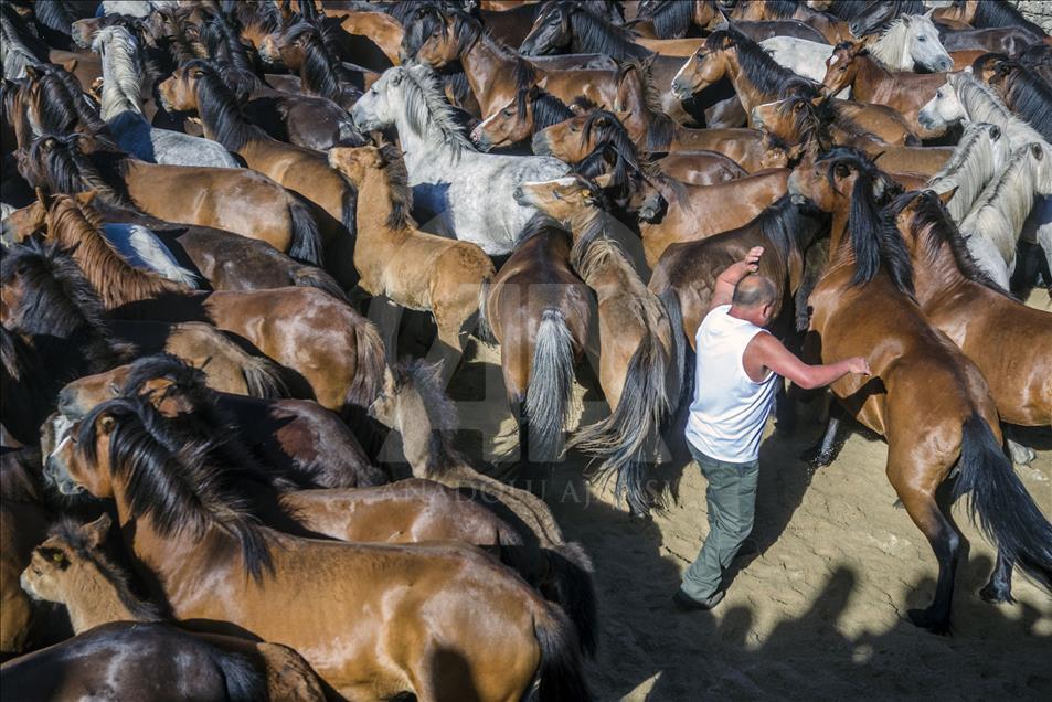 An "Aloitador" pushes and screams the horses to move them