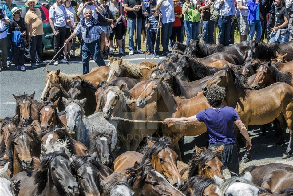 A local organizing controls the herd of horses with a cane