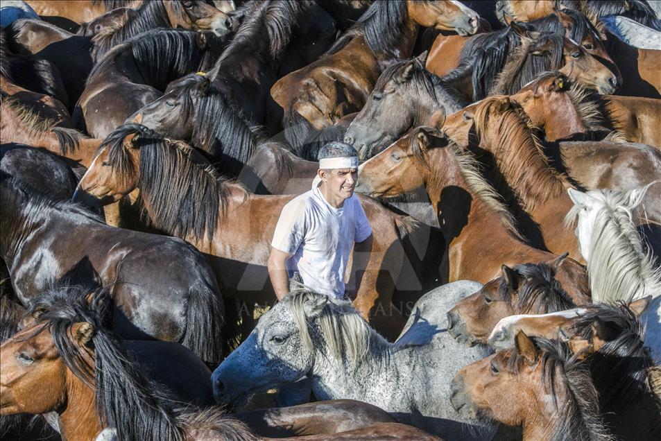 An "Aloitador" in the center of the herd of horses