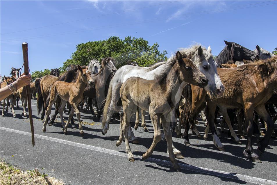 The walk of the herd of horses includes the main road of the village