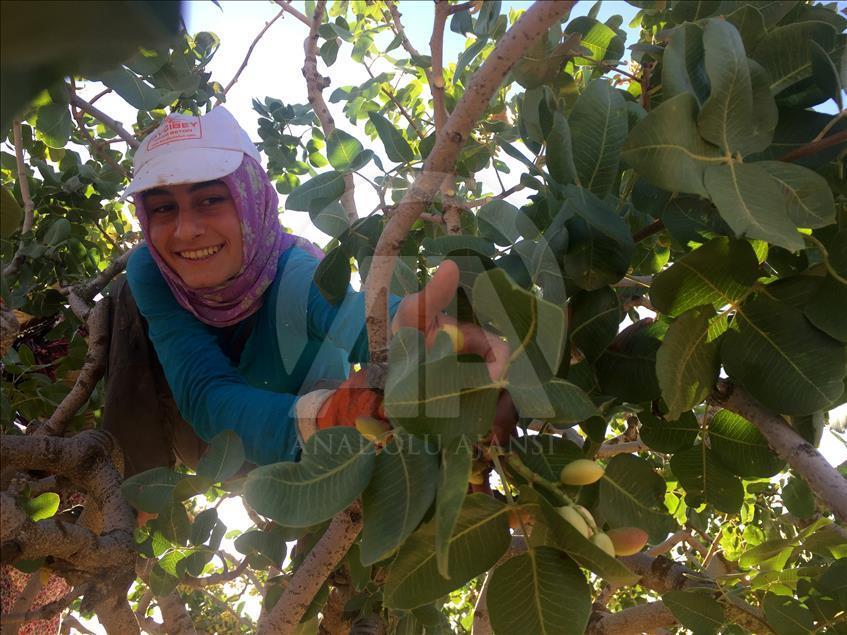 Antep fıstığında hasat zamanı