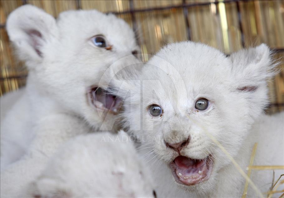 5 lion cubs born at the zoo in the Kiev region