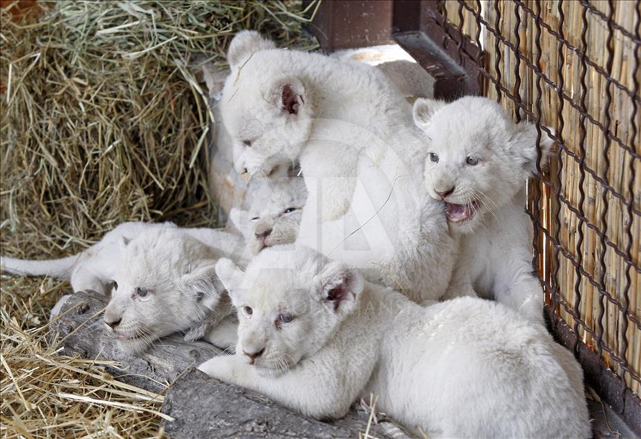 5 lion cubs born at the zoo in the Kiev region