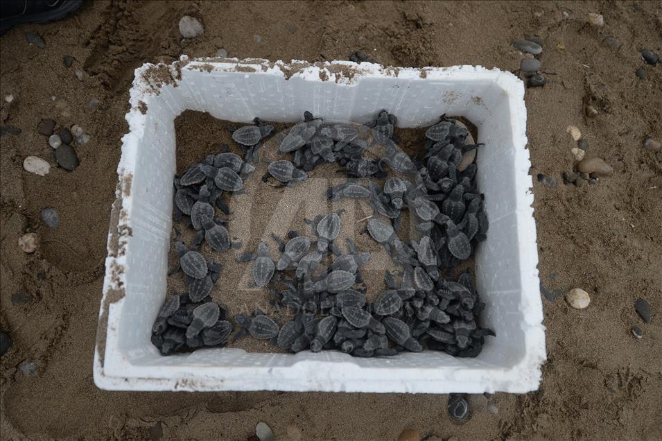 Caretta carettaların gönüllü "ebe"si