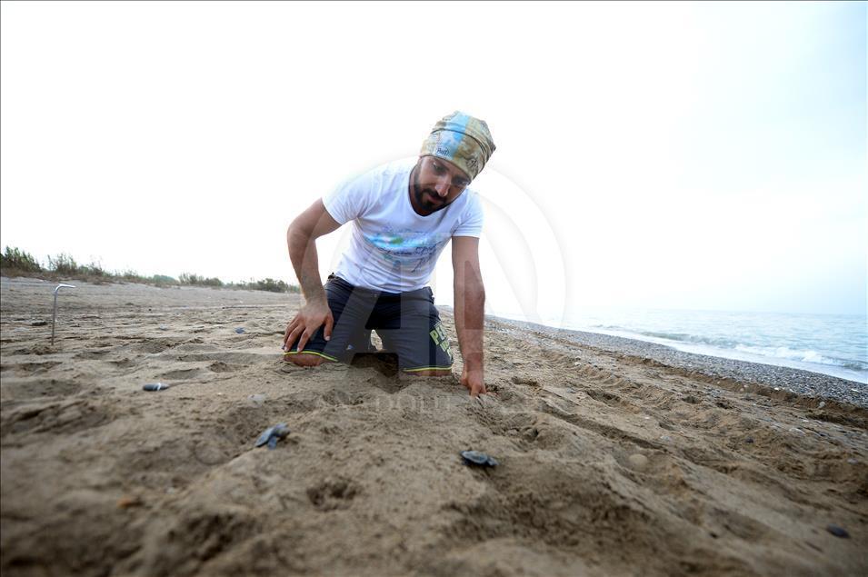 Caretta carettaların gönüllü "ebe"si