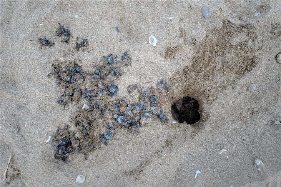 Caretta carettaların gönüllü "ebe"si