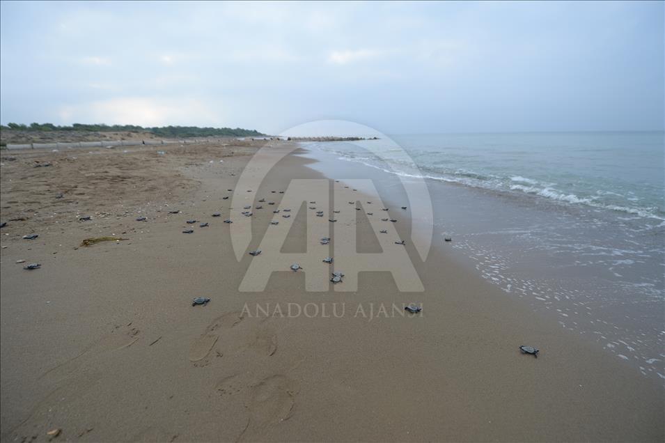 Caretta carettaların gönüllü "ebe"si