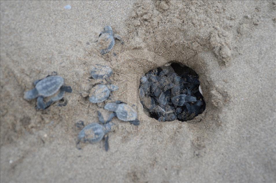 Caretta carettaların gönüllü "ebe"si