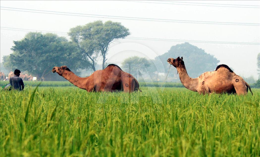 Eid al-Adha preparation in Pakistan
