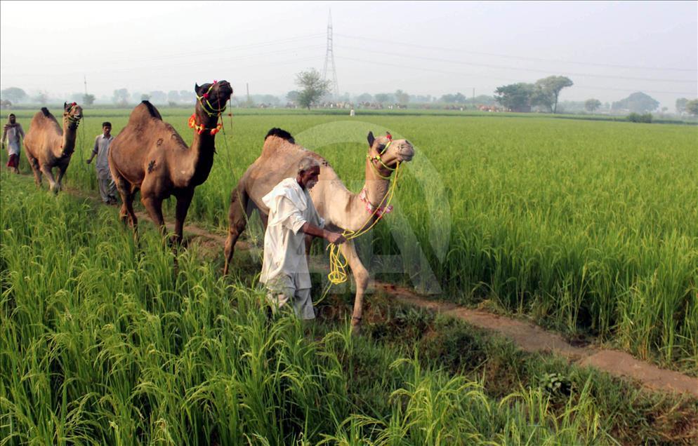 Eid al-Adha preparation in Pakistan