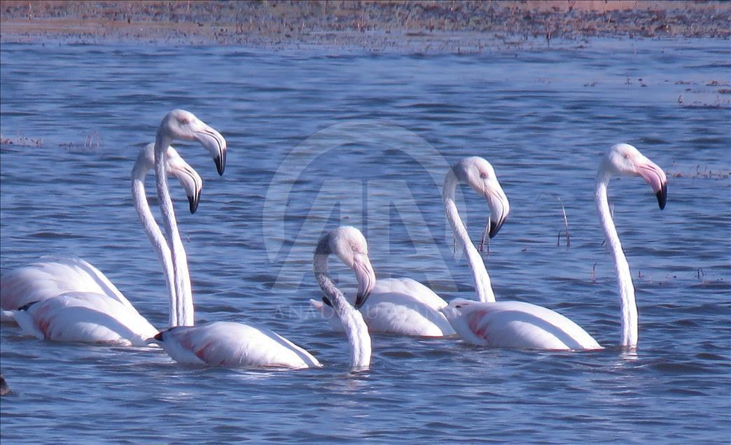 Flamingolar, Beyşehir Gölü'nde mola verdi