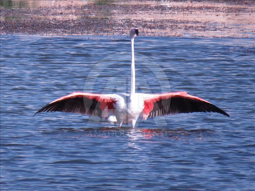 Flamingolar, Beyşehir Gölü'nde mola verdi