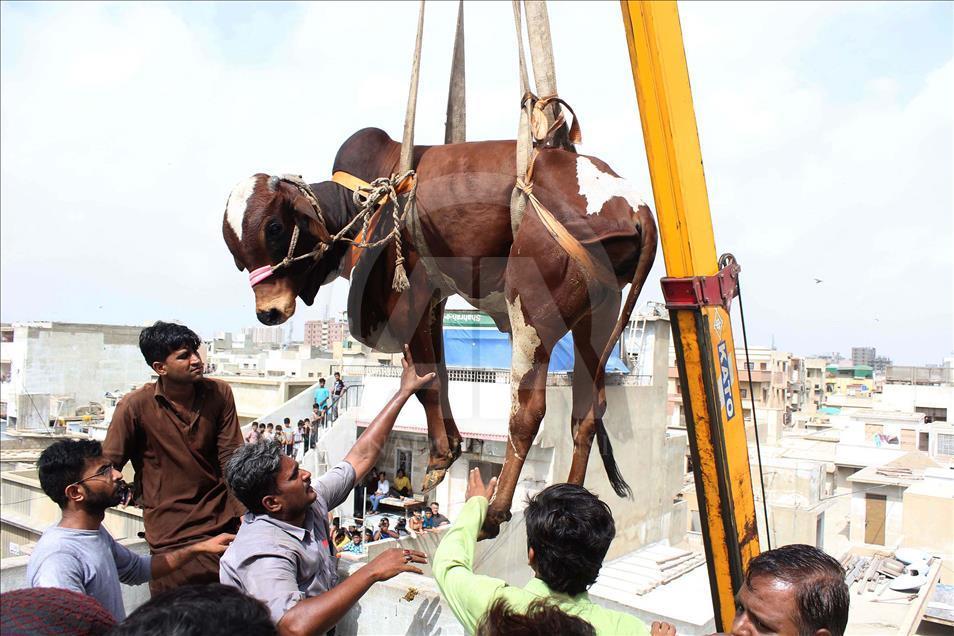 Pakistani man uses crane to carry his animals down from the roof