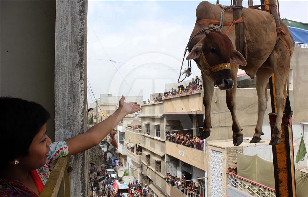 Pakistani man uses crane to carry his animals down from the roof