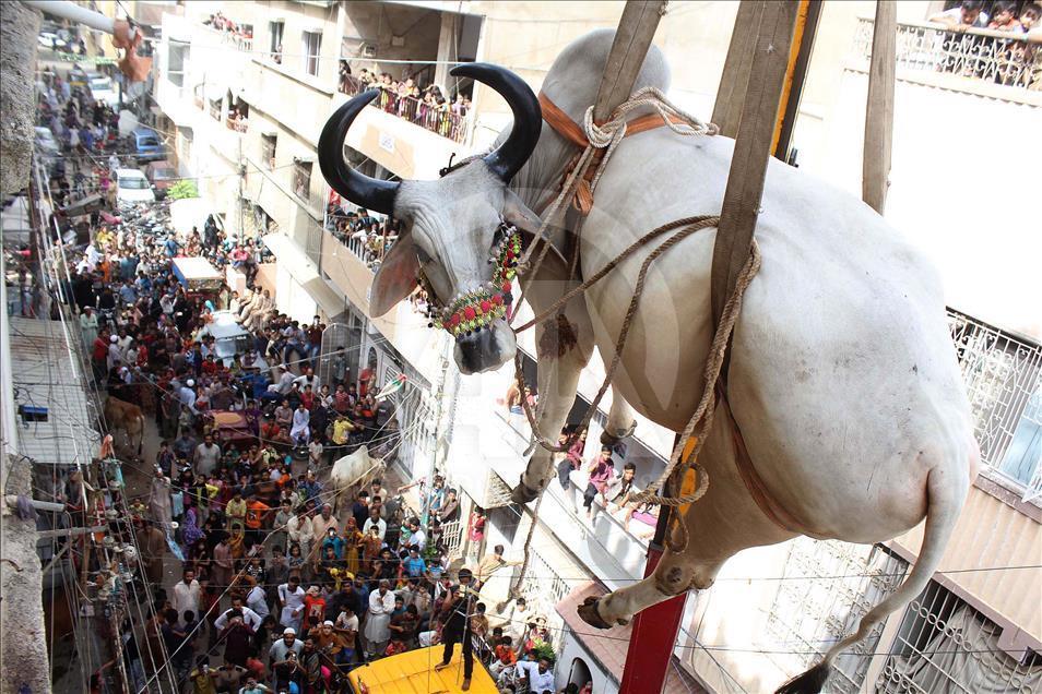 Pakistani man uses crane to carry his animals down from the roof