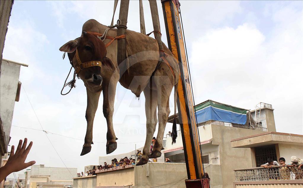 Pakistani man uses crane to carry his animals down from the roof