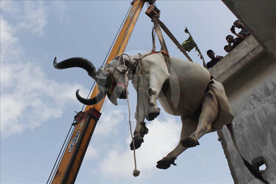 Pakistani man uses crane to carry his animals down from the roof